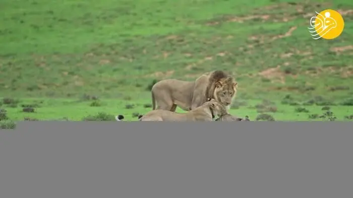 (ویدئو) بازی شیرها با بچه کودوی اسیر شده