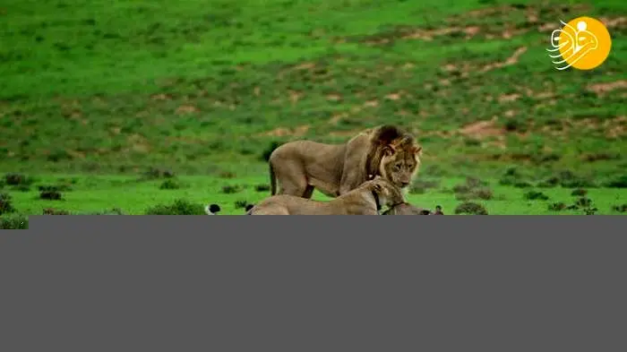 (ویدئو) بازی شیرها با بچه کودوی اسیر شده