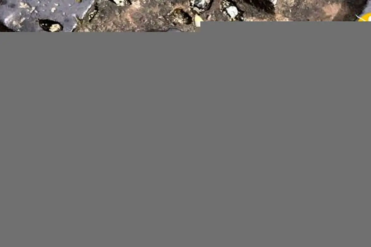 (تصاویر) نجات یک "سار" گیر کرده در دریچه فاضلاب