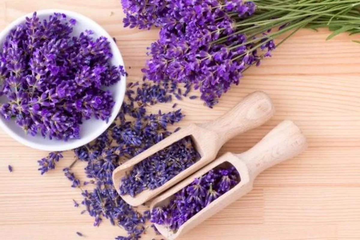 اسطوخودوس، از کاشت تا برداشت و خواص آن