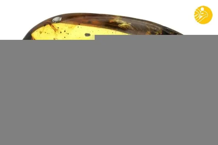 (تصاویر) کهربا؛ توقف میلیون‌ها سال زمان در یک سنگ!