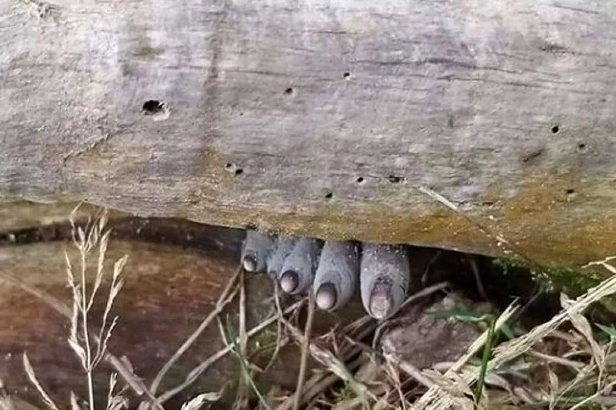 رشد موجودی مرموز با ظاهر انگشت انسان بر تنه درختان