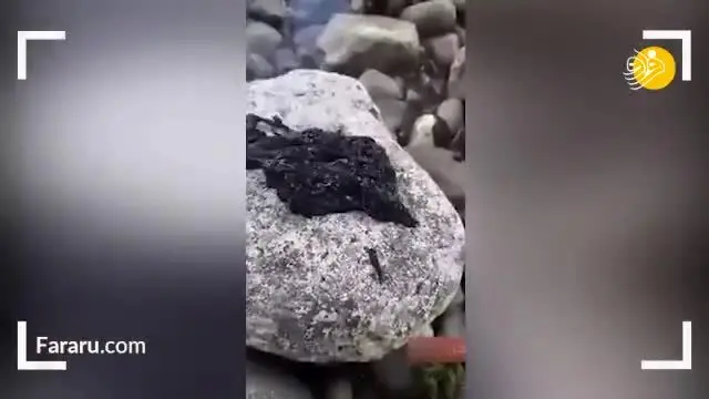(ویدئو) کشف موجود عجیب و غریب در آفریقا!