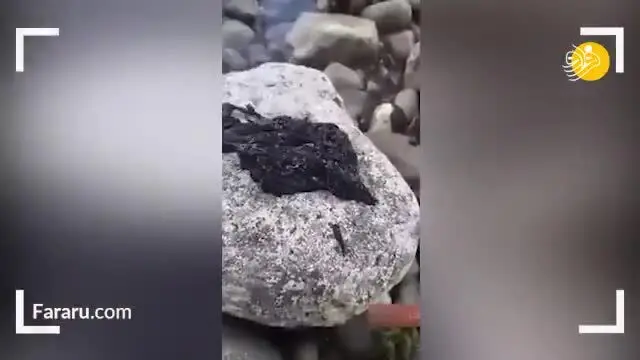 (ویدئو) کشف موجود عجیب و غریب در آفریقا!