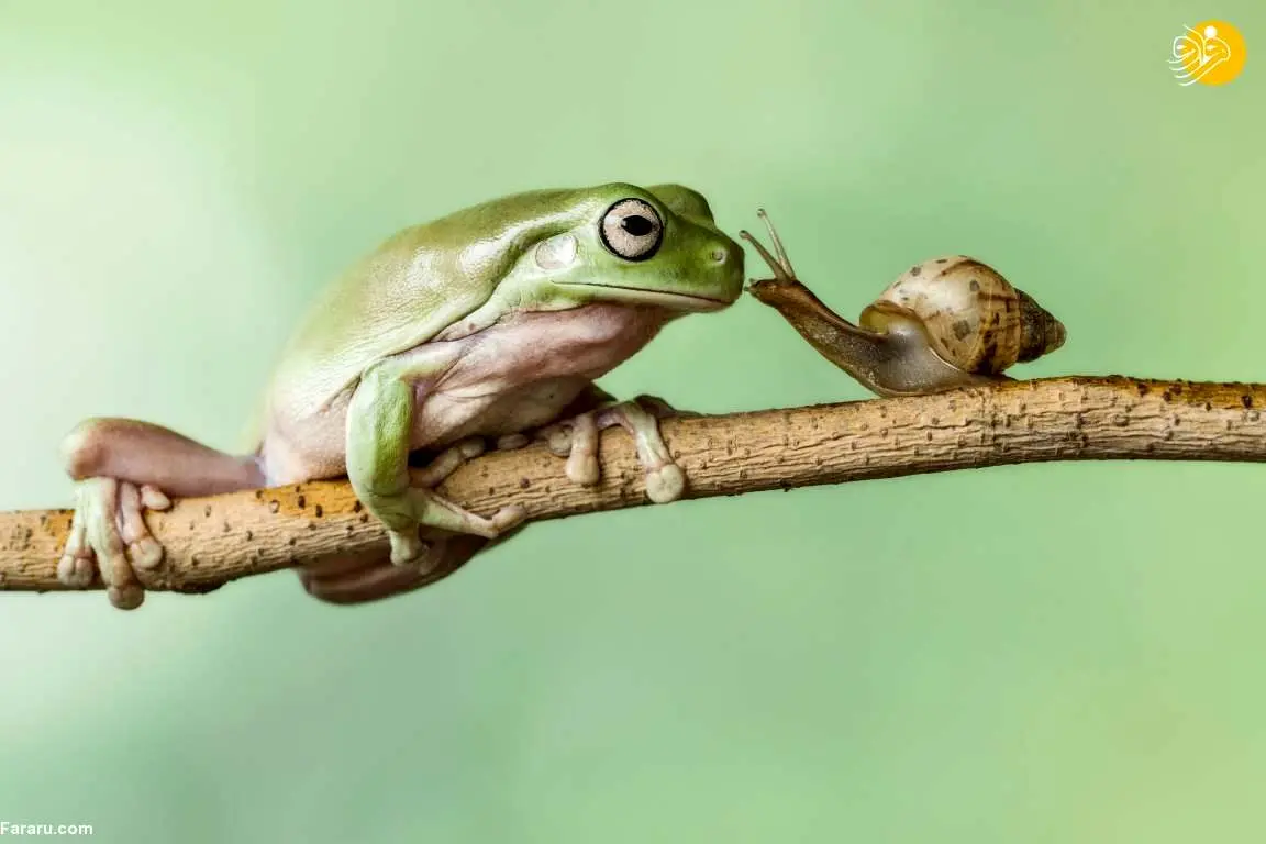 (تصاویر) دوستی غیرمعمول حیوانات