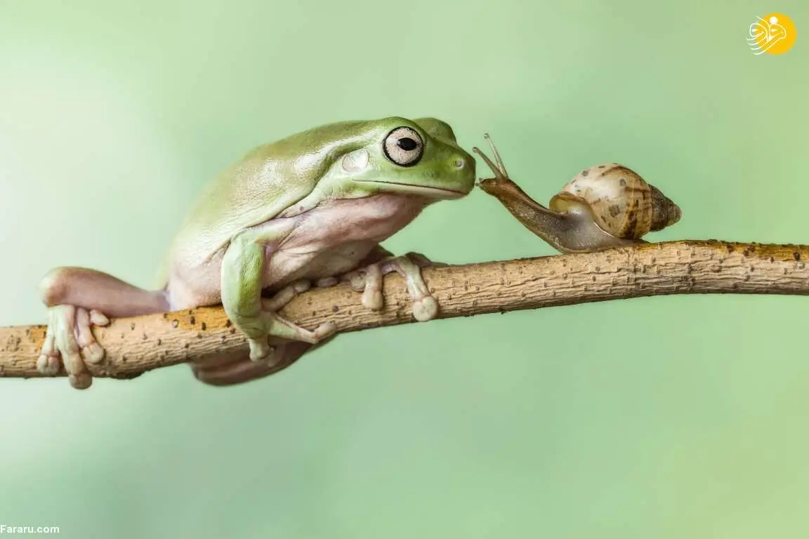 (تصاویر) دوستی غیرمعمول حیوانات