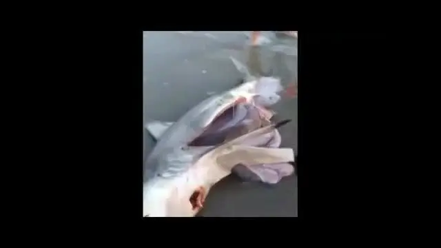 (ویدیو) لحظات شگفت‌انگیز نجات جان بچه کوسه‌ها از شکم مادر مرده!