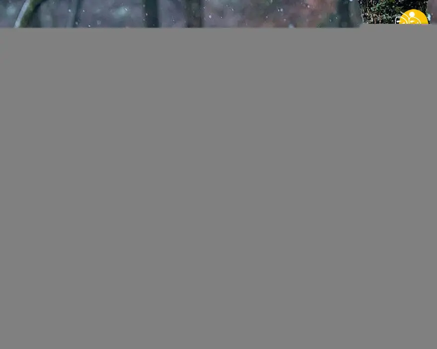(تصاویر) تنها خرس پاندای قهوه ای در جهان