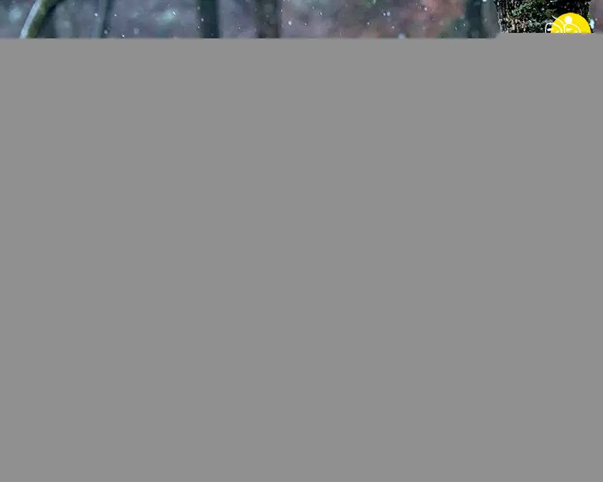 (تصاویر) تنها خرس پاندای قهوه ای در جهان