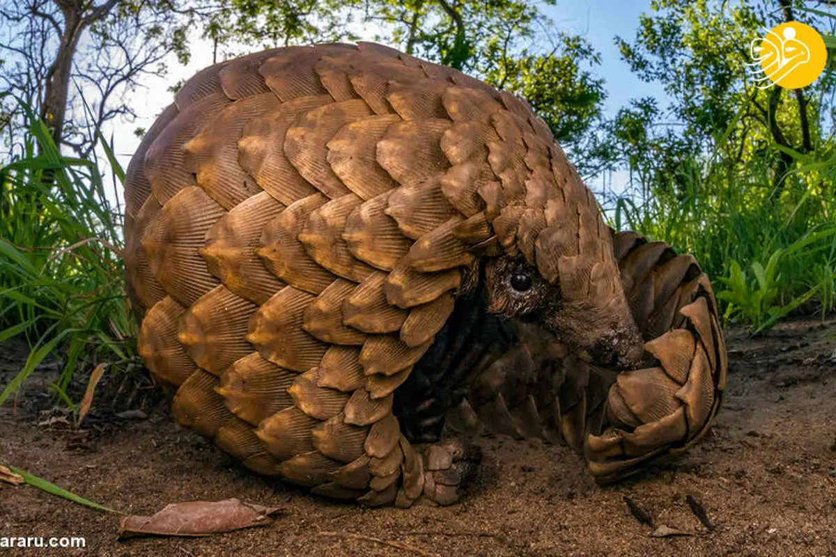 مقصر بیماری کرونا ما هستیم نه پنگولین‌ها!