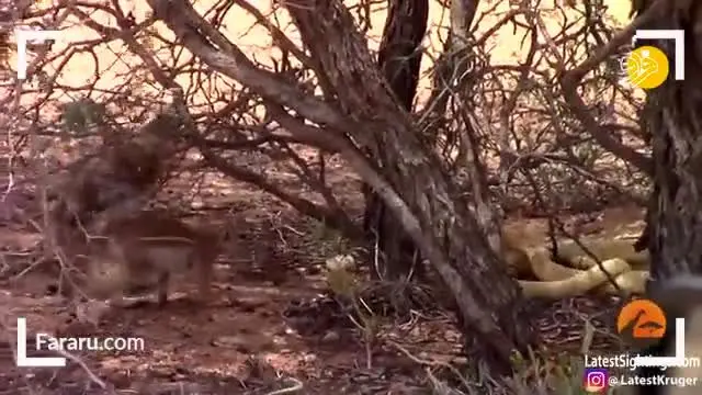 (ویدئو) جدال نفسگیر مار کبرا و سنجاب شجاع