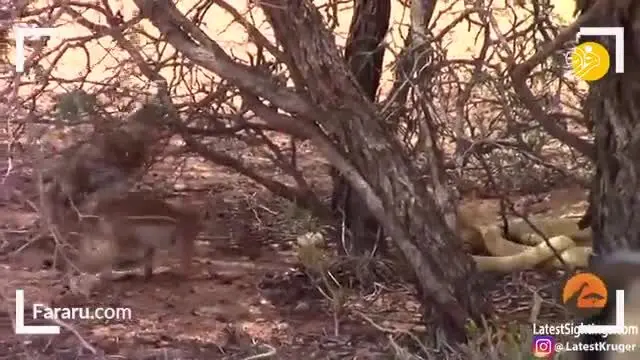 (ویدئو) جدال نفسگیر مار کبرا و سنجاب شجاع