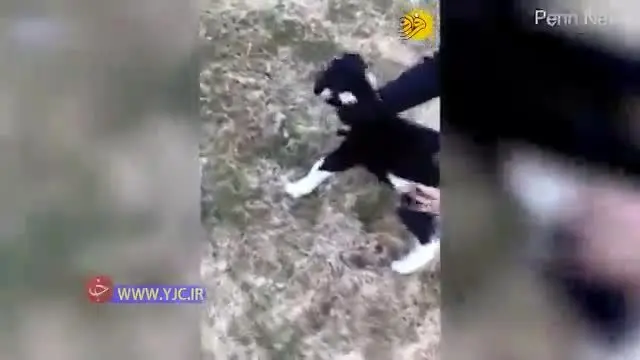 (ویدئو) تولد بزغاله عجیب الخلقه دو سر!