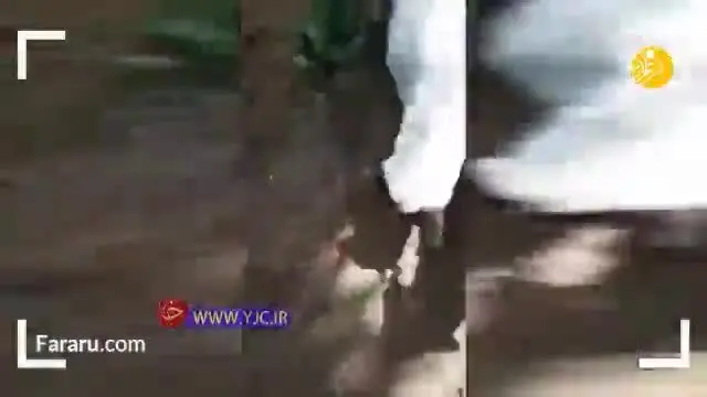 (ویدئو) برگزاری مراسم خاکسپاری یک سگ توسط اعضای گله‌اش