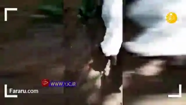 (ویدئو) برگزاری مراسم خاکسپاری یک سگ توسط اعضای گله‌اش