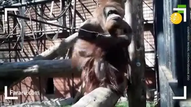 (ویدئو) ماسک زدن یک اورانگوتان در باغ وحش!