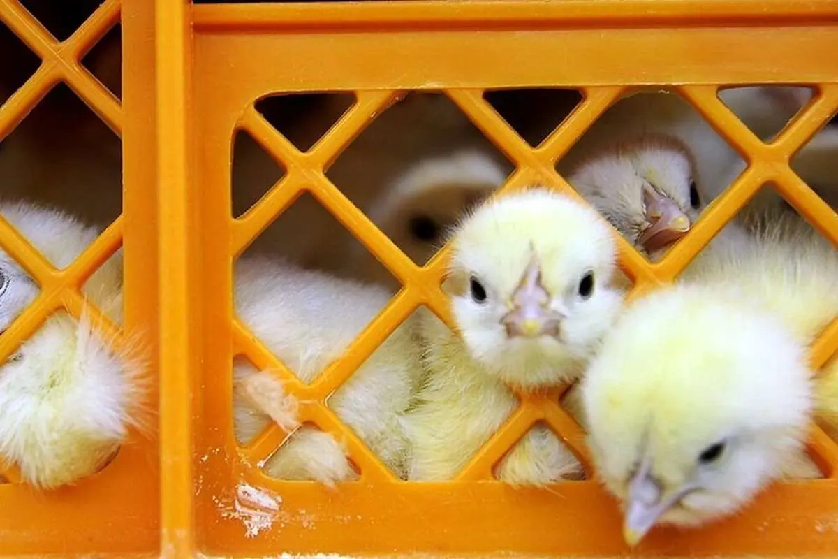 (ویدیو) ماجرای جنجالی معدوم سازی جوجه یکروزه