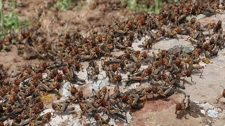 موج جدید حمله ملخ‌ها به ایران تا ۱۵ روز دیگر