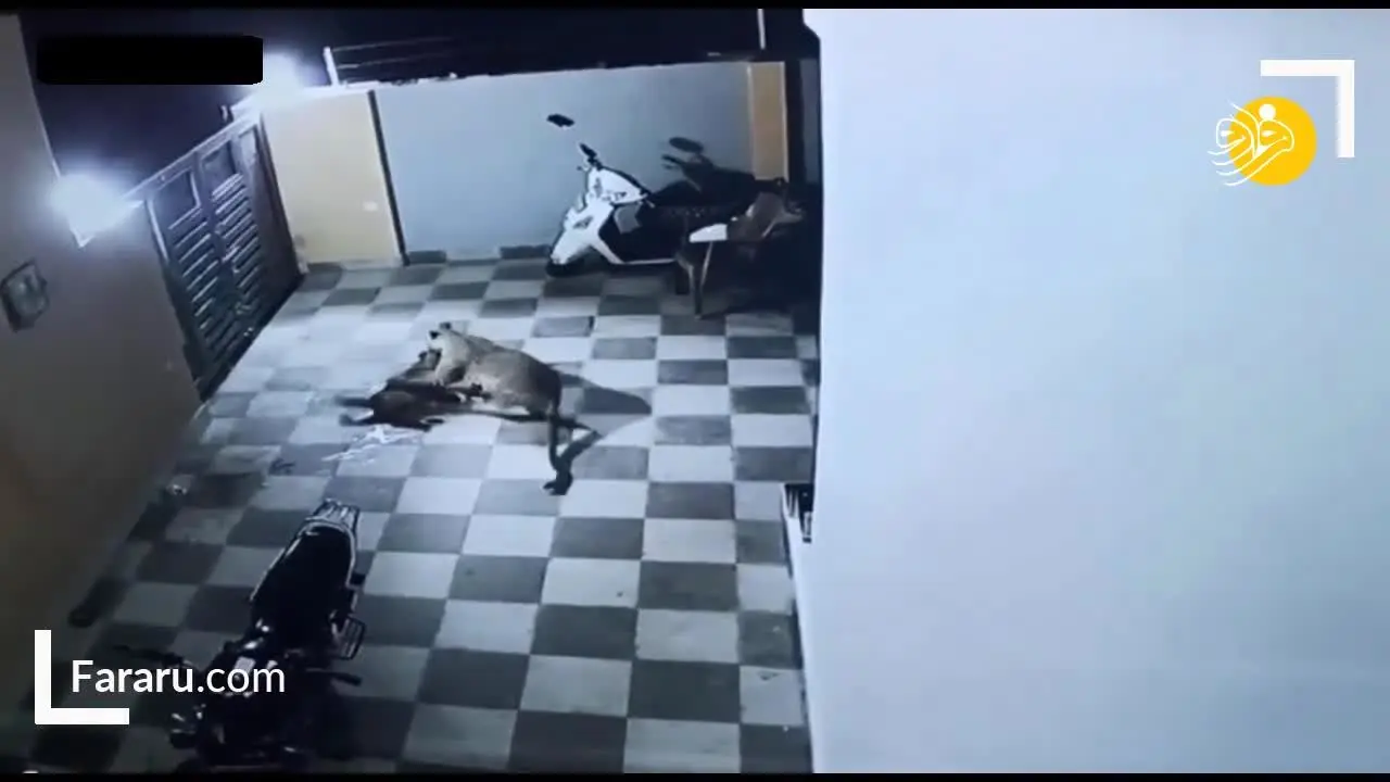 (ویدئو) حمله پلنگ به سگ نگهبان در حیاط خانه!