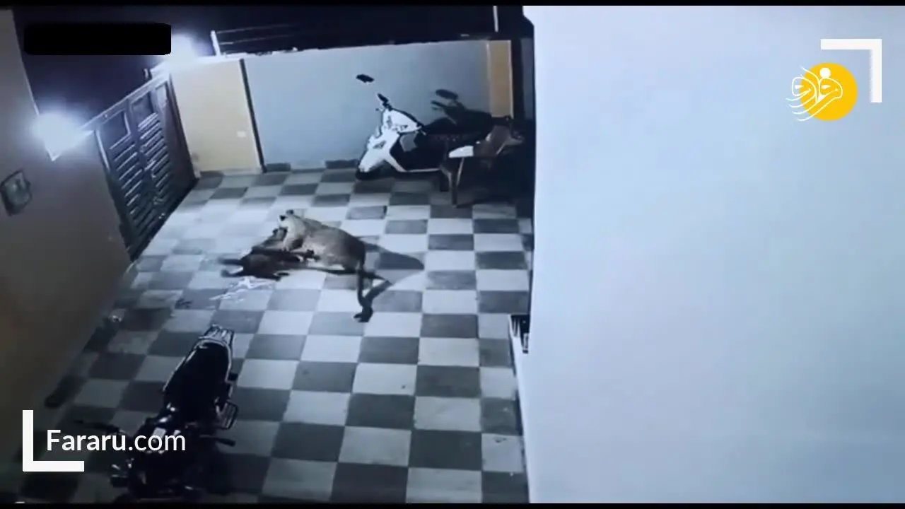 (ویدئو) حمله پلنگ به سگ نگهبان در حیاط خانه!