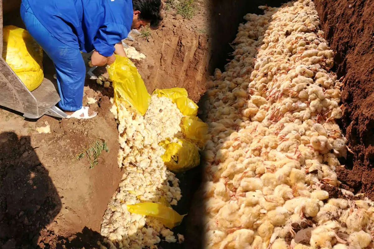 ماجرای جوجهکُشی و مافیا
