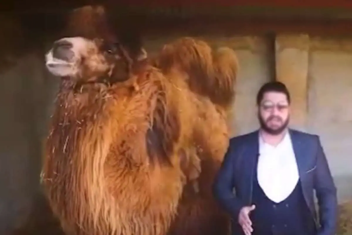 از "گُل بنفشه" تا "ادرار شتر" برای درمان کرونا!