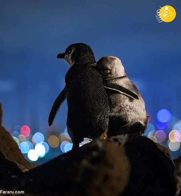 (تصاویر) دو پنگوئن همدرد عشقِ از دست رفته!