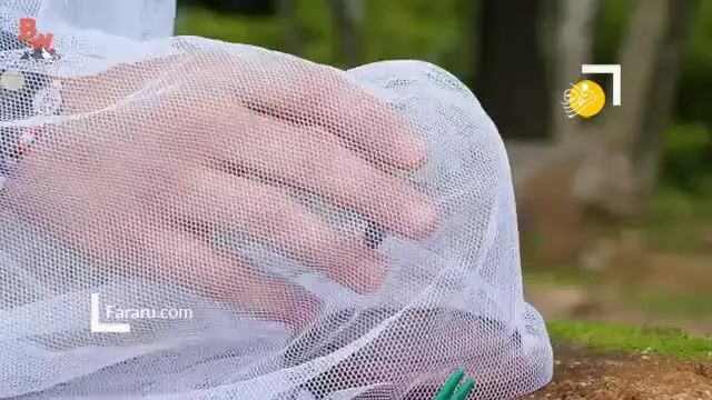 (ویدئو) ببینید نیش زنبور قاتل چه حسی دارد!