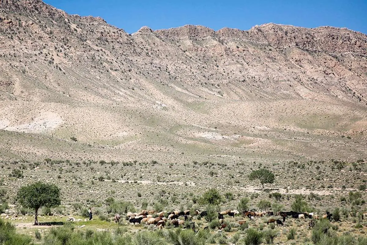 (تصاویر) پشم چینی گوسفندان
