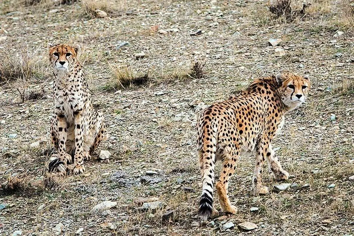 تصویربرداری از خانواده 5قلادهای یوزپلنگ در خارتوران