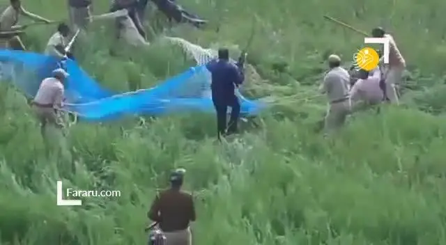 (ویدئو) شکست به دام انداختن پلنگ با تور