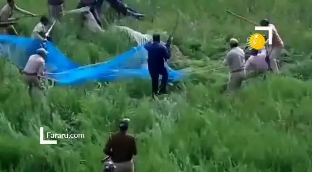 (ویدئو) شکست به دام انداختن پلنگ با تور