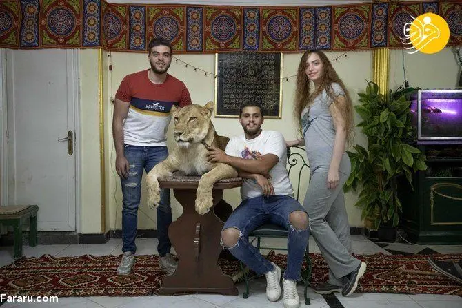 (تصاویر) مربی سیرک شیر را به خانه آورد!