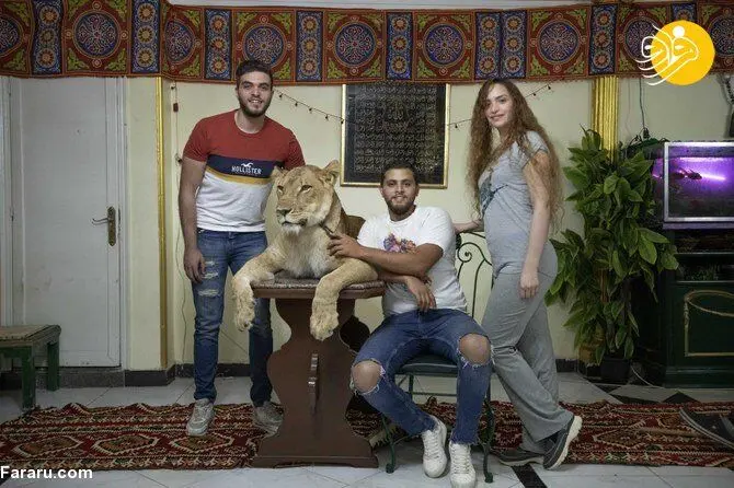 (تصاویر) مربی سیرک شیر را به خانه آورد!