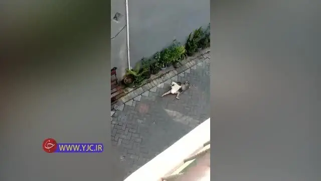 (ویدیو) لحظه وحشتناک کودک ربایی میمون در روز روشن!