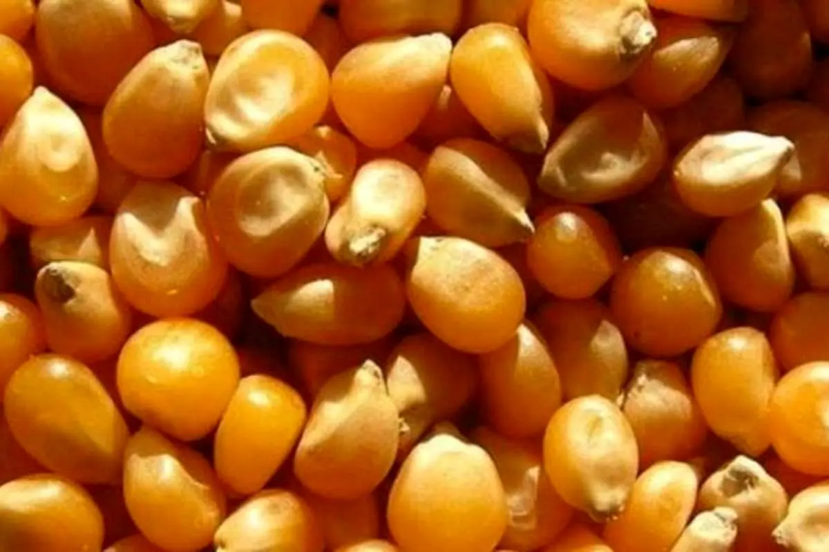 ذرت‌های آلوده وارداتی به ایران تبدیل به الکل می‌شوند!
