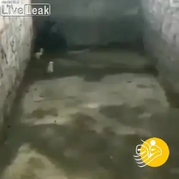 (ویدئو) حمله مرغ خشمگین به مار کبرا!