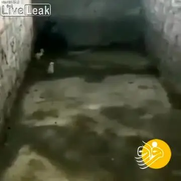 (ویدئو) حمله مرغ خشمگین به مار کبرا!