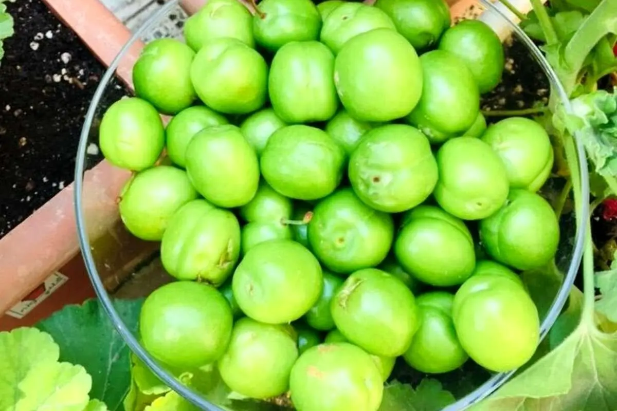 چه کسانی نباید گوجه سبز بخورند؟