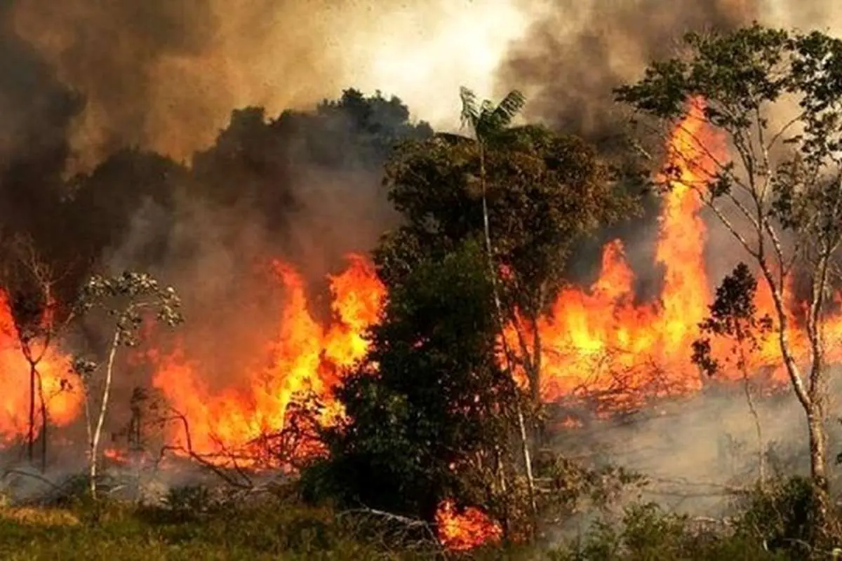 اطفای حریق یک پارک جنگلی در جنوب تهران