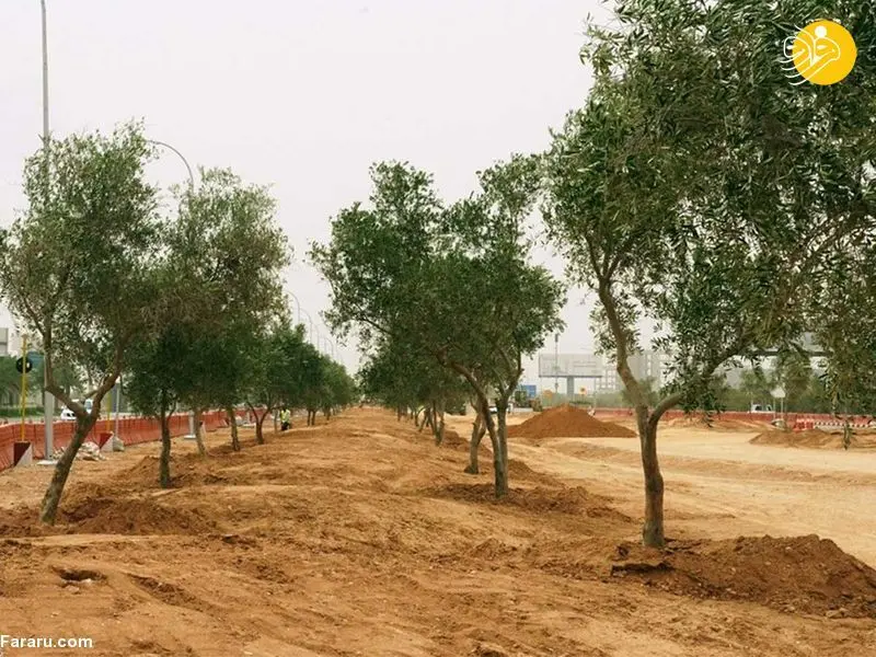 (تصاویر) عربستان چگونه ریاض را سبز می‌کند