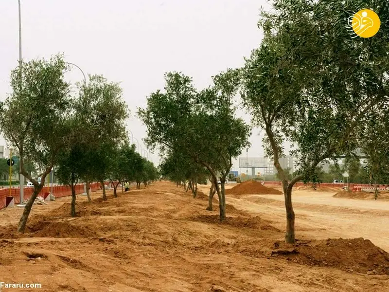 (تصاویر) عربستان چگونه ریاض را سبز می‌کند