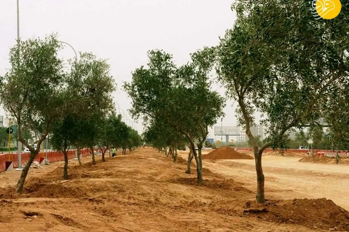 (تصاویر) عربستان چگونه ریاض را سبز میکند