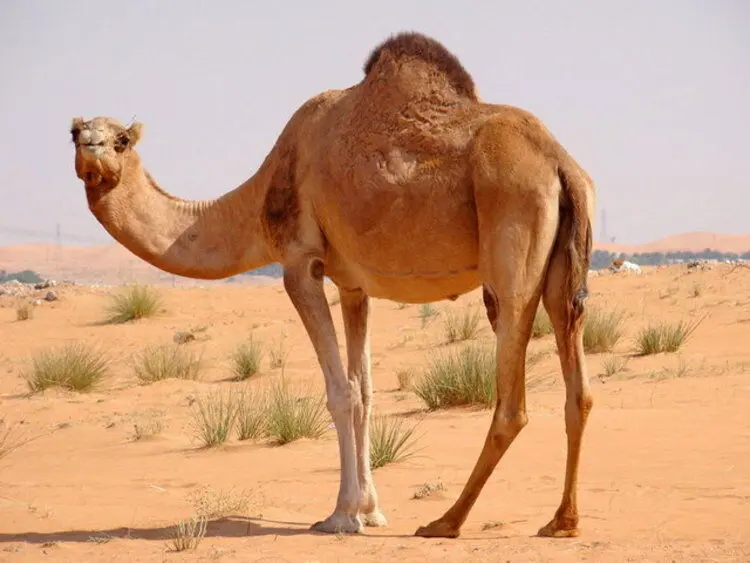 احداث بزرگترین بیمارستان شتر در عربستان