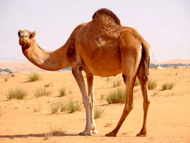 احداث بزرگترین بیمارستان شتر در عربستان