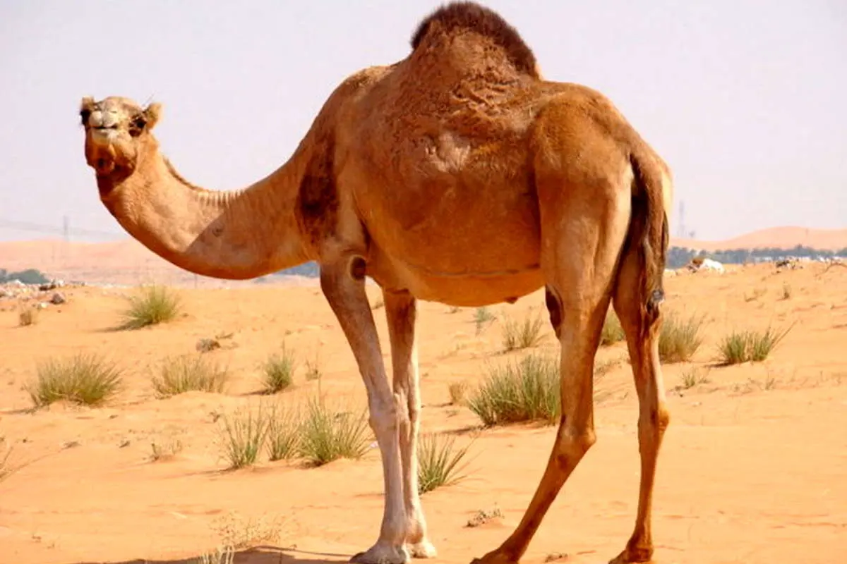 احداث بزرگترین بیمارستان شتر در عربستان