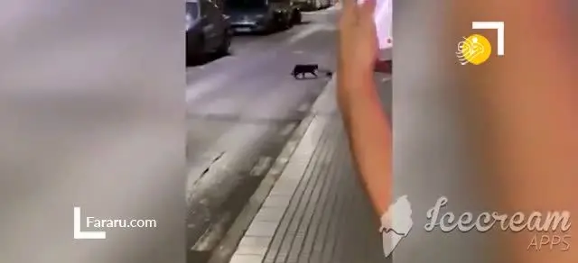 (ویدئو) نبرد موش نینجا با گربه!