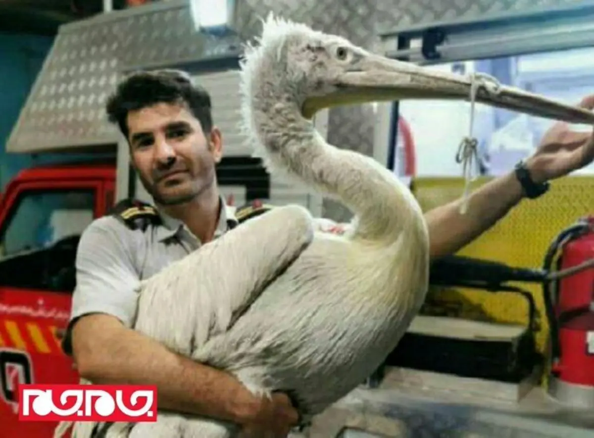 (عکس) تصویری دیدنی از پلیکان غول پیکر در یک خانه مسکونی!