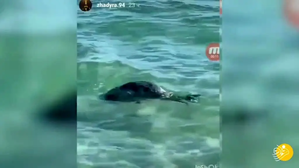(ویدئو) سنگباران یک فُک در ساحل دریای خزر!