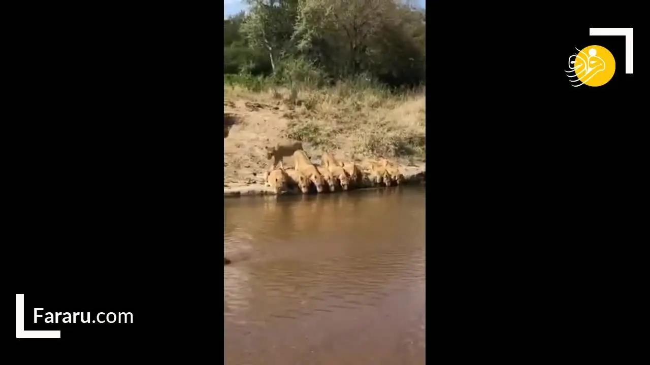 (ویدئو) لحظه تماشایی آب خوردن ۲۰ شیر